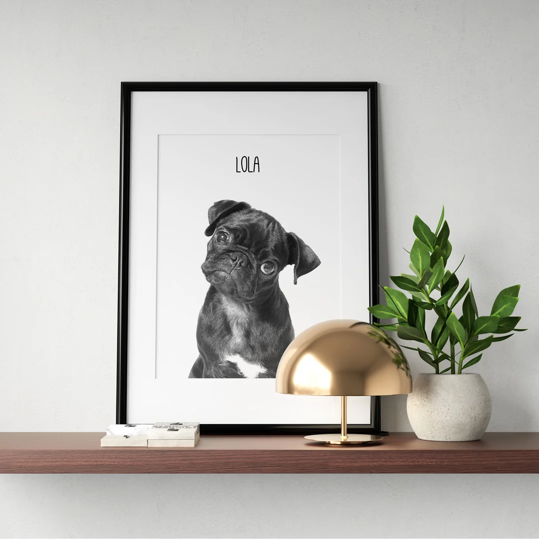 Fotografías de mascotas